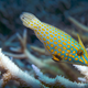 Illustration for article titled This is What a Mass Die-off of Earth's Coral Reefs Looks Like